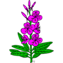 Ku Epilobium Angustifolium