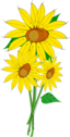 Helianthus