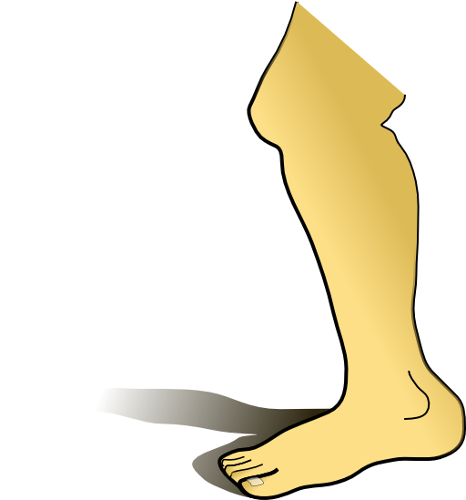 Leg