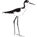 download Black Necked Stilt clipart image with 45 hue color