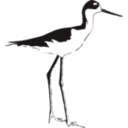 download Black Necked Stilt clipart image with 90 hue color