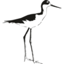 download Black Necked Stilt clipart image with 135 hue color