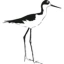 download Black Necked Stilt clipart image with 180 hue color