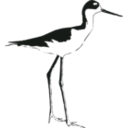 download Black Necked Stilt clipart image with 225 hue color