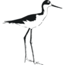 download Black Necked Stilt clipart image with 270 hue color