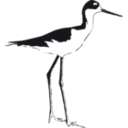 download Black Necked Stilt clipart image with 315 hue color