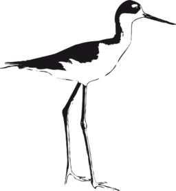 Black Necked Stilt