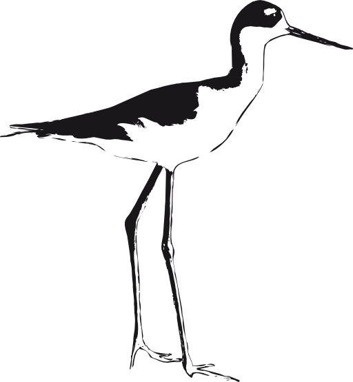 Black Necked Stilt