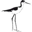 download Black Necked Stilt clipart image with 0 hue color