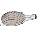 Clam