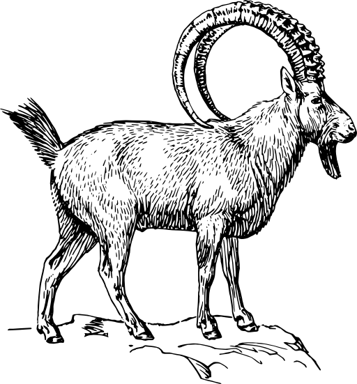 Ibex