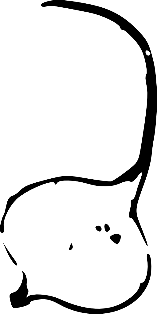 Jicama