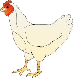 Ayam Betina