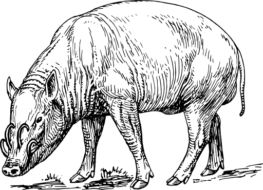 Babirusa