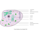 download Animal Cell Labelled clipart image with 90 hue color