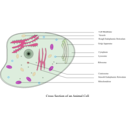 download Animal Cell Labelled clipart image with 270 hue color