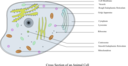 Animal Cell Labelled