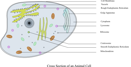 Animal Cell Labelled