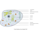 Animal Cell Labelled