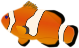 Aquarium Fish Amphiprion Percula