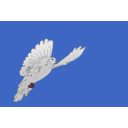 Dove