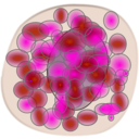 download Basophil clipart image with 45 hue color