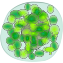 download Basophil clipart image with 180 hue color