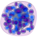 download Basophil clipart image with 315 hue color