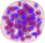 Basophil
