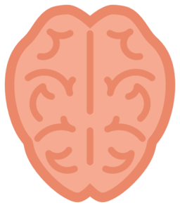 Brain