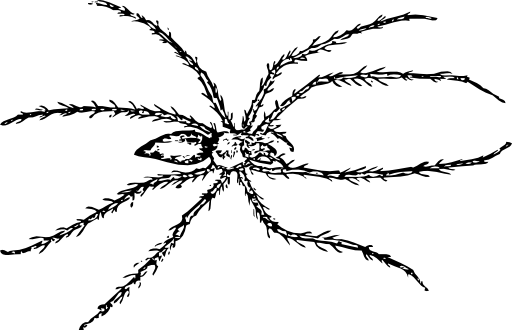 Spider