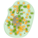 download Mast Cell clipart image with 135 hue color