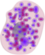 Mast Cell