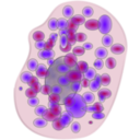 Mast Cell