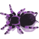 download Tarantula clipart image with 270 hue color