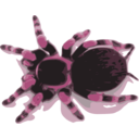 download Tarantula clipart image with 315 hue color