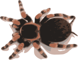 Tarantula