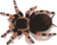 Tarantula