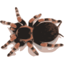 download Tarantula clipart image with 0 hue color