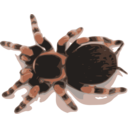 Tarantula