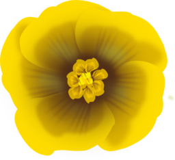 Flower Yellow