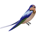 Hirundo