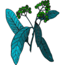 download Allspice Colored Version clipart image with 90 hue color