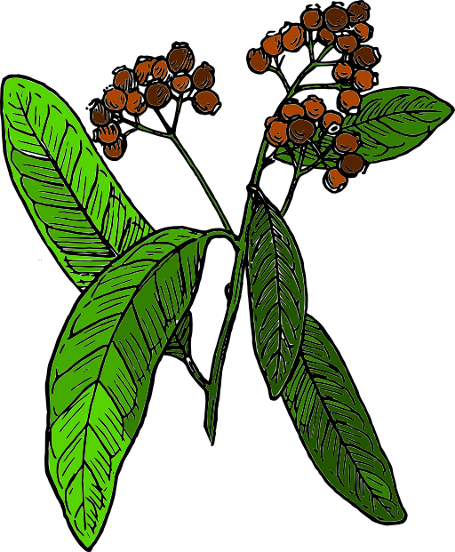 Allspice Colored Version