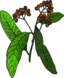 Allspice Colored Version