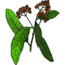 Allspice Colored Version