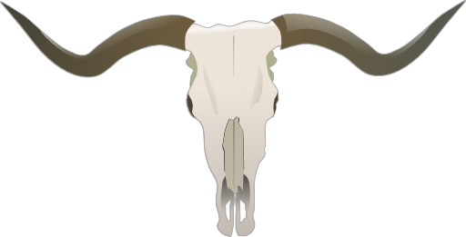 Longhorn Skull