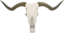 Longhorn Skull