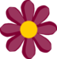 Purple Flower