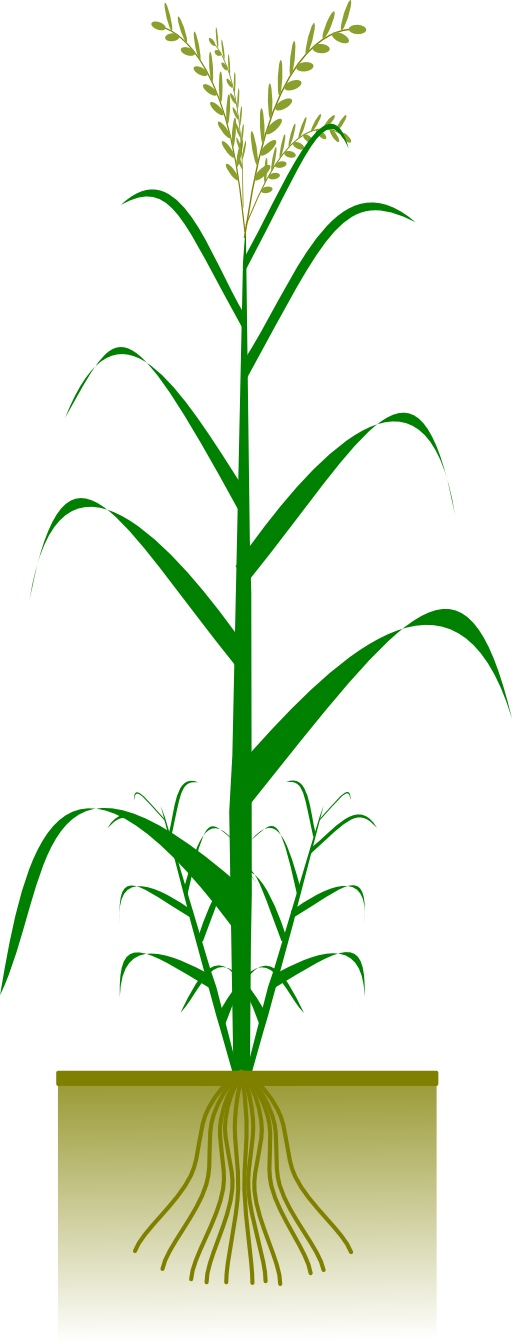 Cereal Plant